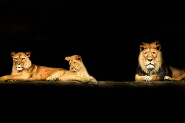 istock Lion's family on the black background 1127604955