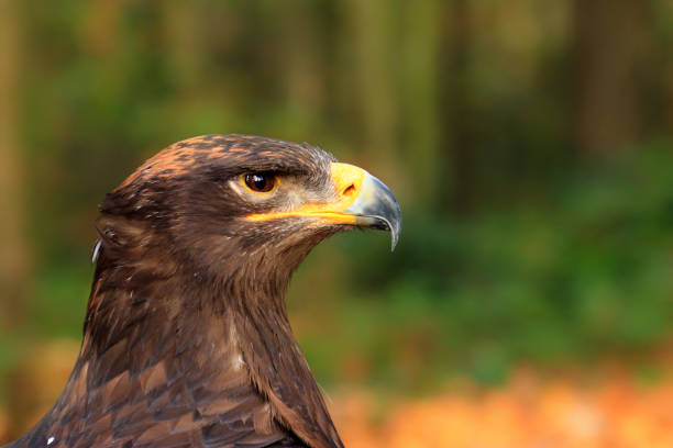 istock The steppe eagle is a bird of prey 1127604986