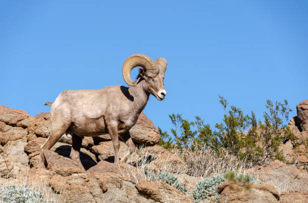 istock Male Bighorn Sheep 1127605142