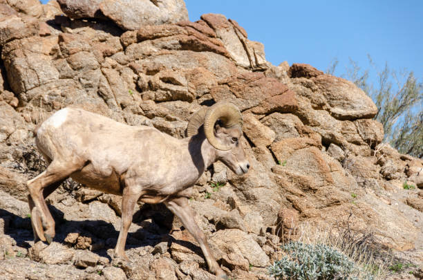 istock Male Bighorn Sheep 1127605152