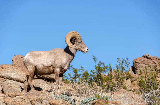 istock Male Bighorn Sheep 1127605153