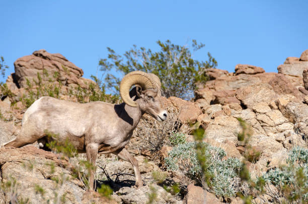 istock Male Bighorn Sheep 1127605170