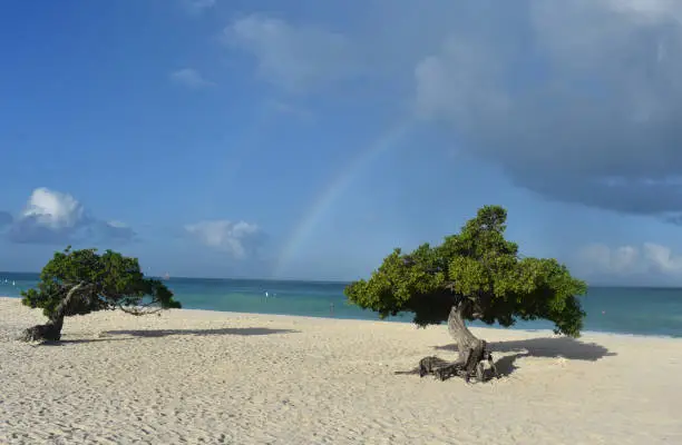 Rainbow in the sky between two divi trees on Eagle Beach in Aruba.