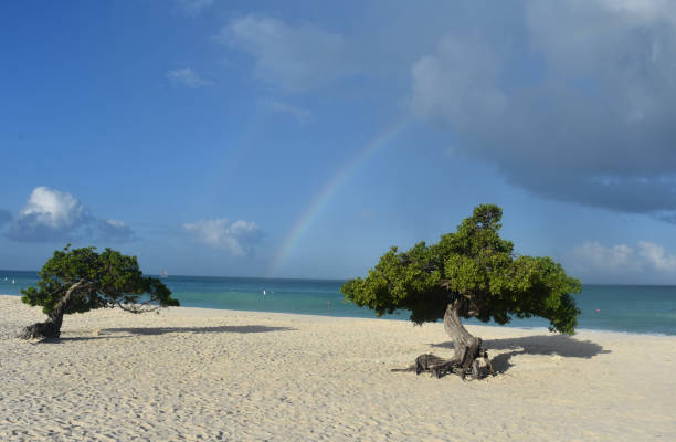 divi divi tree on the coast of aruba - trade winds imagens e fotografias de stock