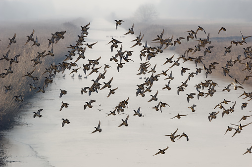 Canada goose  in flight. Natural scene from Wisconsin.