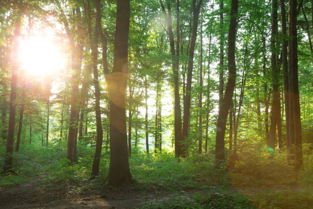 istock Forest trees. nature green wood sunlight backgrounds 1127607244