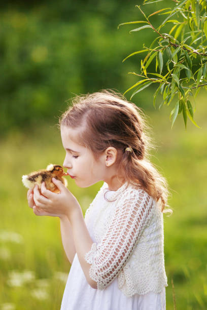 bambina che tiene un simpatico anatroccolo tra le mani. - animal young bird baby chicken chicken foto e immagini stock