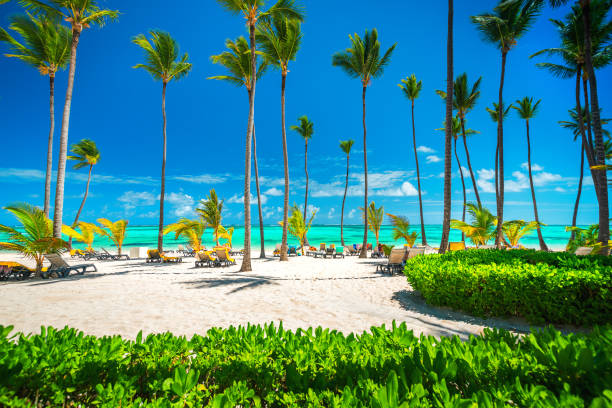 istock Palm trees on the tropical beach, Dominican Republic, Punta Cana 1127609659