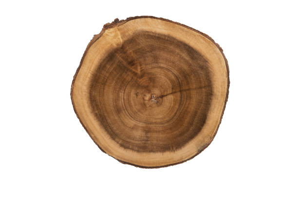 istock Close up on a round wooden cut texture 1127610515
