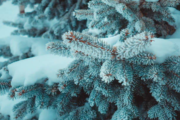 istock blue branch of a christmas tree in the snow 1127610636