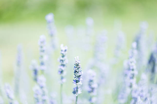 Lavender of Provence in summer ideal background