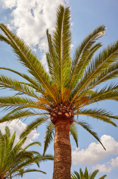 istock View of a palm tree against the sky 1127612345
