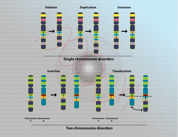 Translocation Visual 20+ Translocation Dna Stock Illustrations, Royalty-Free Vector Graphics ...