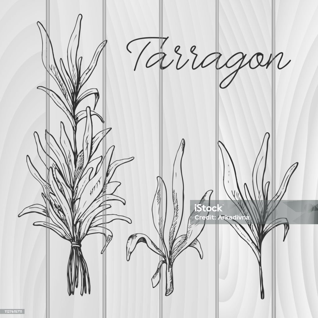 Hand drawn tarragon. Vector illustration of a sketch style Art stock vector
