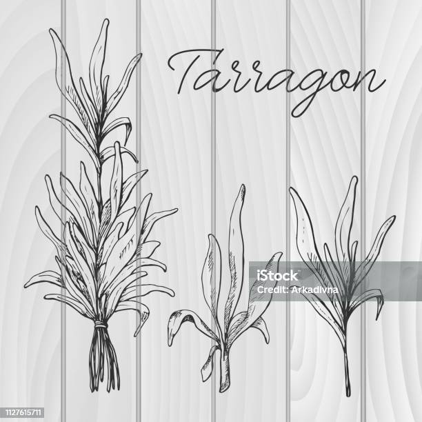 Hand Drawn Tarragon Vector Illustration Of A Sketch Style Stock Illustration - Download Image Now