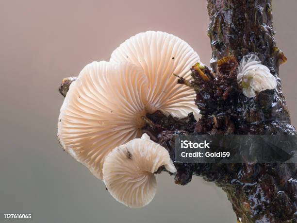 View Of Fungal Lamellae Of White Mushrooms Stock Photo - Download Image Now - Autumn, Branch - Plant Part, Cut Out