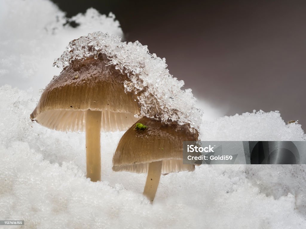 Two mushrooms stand in the snow and are covered with ice crystals. A few mushrooms with brown caps on which there are ice crystals. Close-up Stock Photo