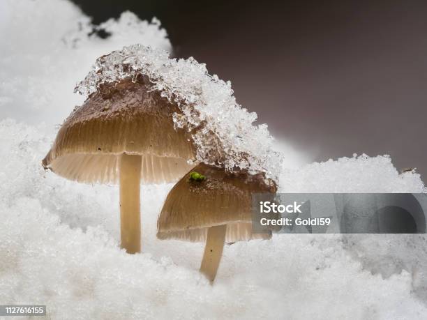 Two Mushrooms Stand In The Snow And Are Covered With Ice Crystals Stock Photo - Download Image Now