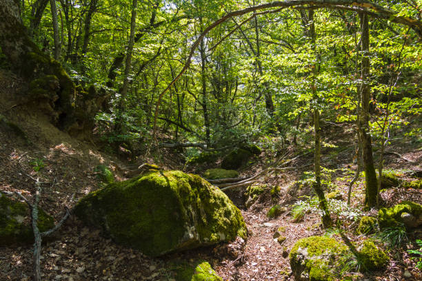 istock The ravine in the mountain forest. 1127617560