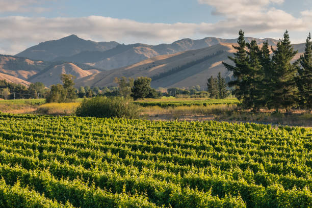 wither hills nella regione di marlborough in nuova zelanda con vigneto - marlborough region zealand new new zealand foto e immagini stock