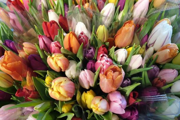 istock Colorful tulips bouquet 1127620460