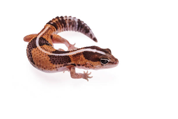 istock African Fat-Tailed Gecko close up on isolated white background 1127621161