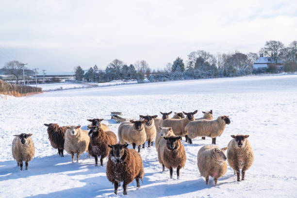 Ovelhas de inverno. - foto de acervo