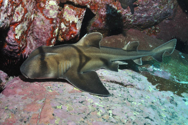 Port Jackson Shark, Montague Island, Narooma, New South Wales, Australia stock photo