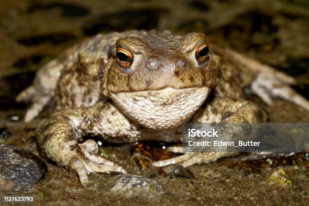 Common Toad Near Its Nostrils Amsterdamse Waterleiding Duinen North Holland The Netherlands Stock Photo - Download Image Now