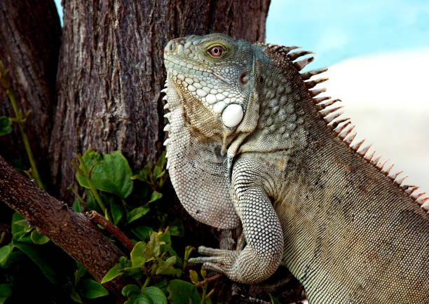 istock Closeup of an Iguana Lizard 1127623847