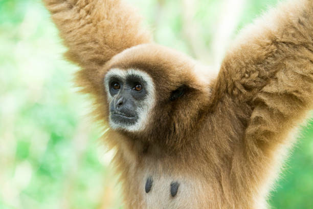 istock gibbon close- up face in zoo 1127624195