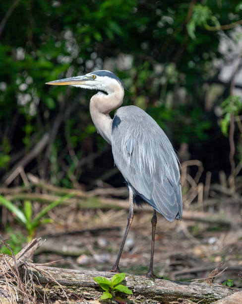 istock Great Blue Heron Perched on Branch in Cypress  Forest 1127624343
