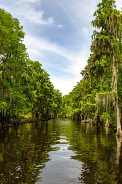 This Stream is Shingle Creek which flows through a Cypress Swamp near Kissimmee, Florida