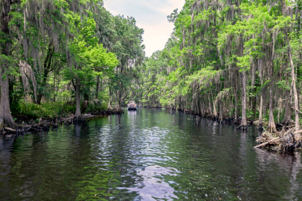 disfrutando de un paseo en aerobote en shingle creek - cypress swamp fotografías e imágenes de stock