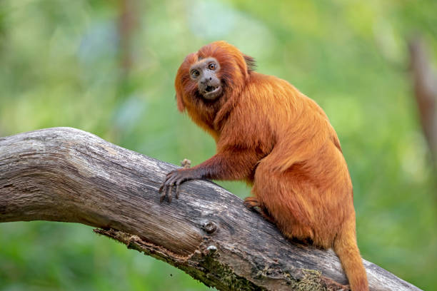 istock Golden lion tamarin monkey climbing on tree 1127624970