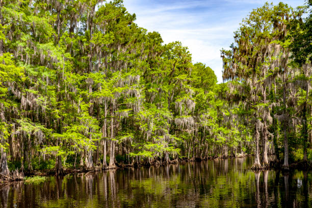 istock Stream through a Cypress Swamp in Florida 1127624972