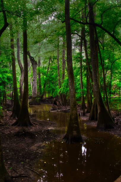 istock Trees reflecting in Congaree National Park 1127624975