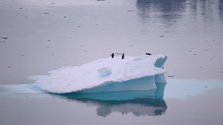 Aerial view of icebergs in Antarctica