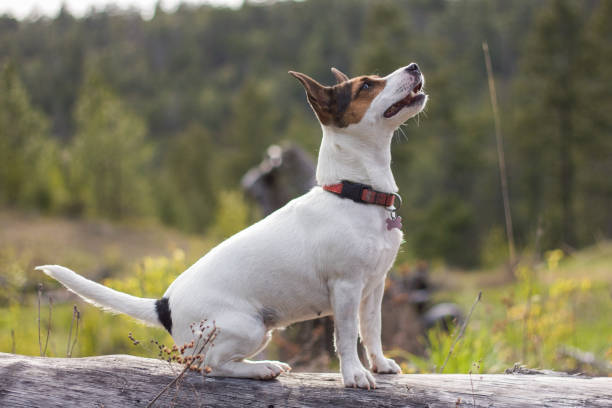 istock Dog outdoors sitting on a wooden log 1127625130