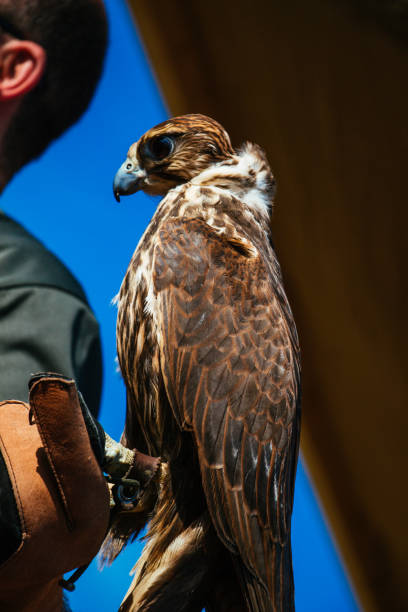 istock Falcon hawk bird sitting on falconers hand during show 1127625246