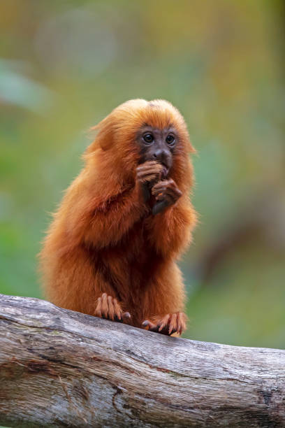istock Lion tamarin portrait 1127625306