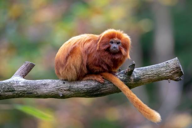 istock Lion tamarin portrait 1127625311