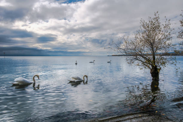 A beautiful view over Lake Geneva from Preverenges towards Morges, Switzerland, with swans in the foreground