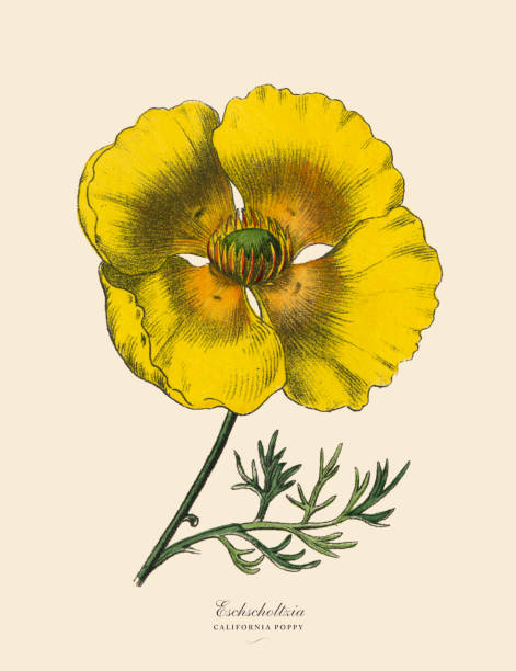 Very Rare, Beautifully Illustrated Antique Engraved Victorian Botanical Illustration of Eschscholtzia or California Poppy, Victorian Botanical Illustration Plate 56, from The Book of Practical Botany in Word and Image (Lehrbuch der praktischen Pflanzenkunde in Wort und Bild), Published in 1886. Copyright has expired on this artwork. Digitally restored.