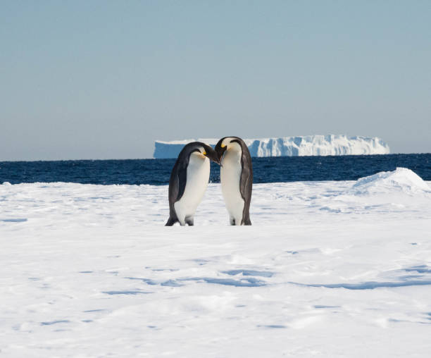 Emperor Penguins stock photo
