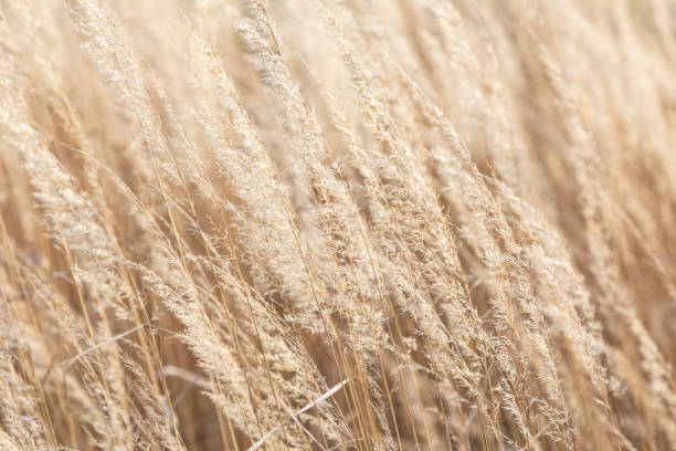 istock detail of wild corn in wind 1127628272
