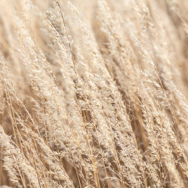 istock detail of wild corn in wind 1127628281