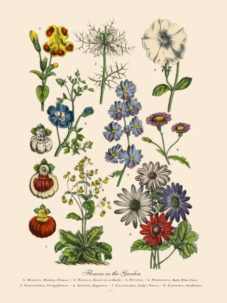 exotische blumen garten, viktorianischen botanische illustration - pantoffelblumengewächse stock-grafiken, -clipart, -cartoons und -symbole