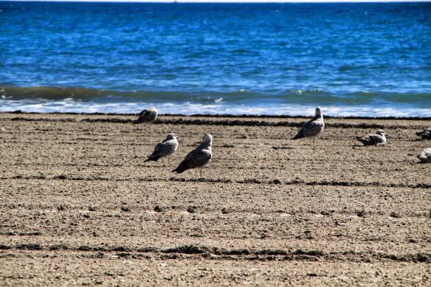 istock Seagulls on the sand on the beach 1127633161