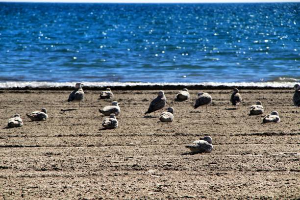istock Seagulls on the sand on the beach 1127633192
